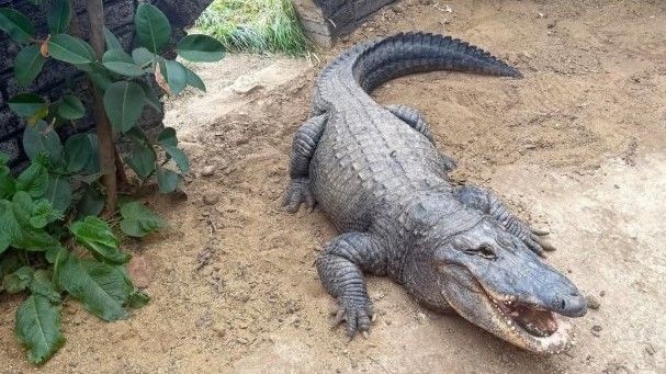 Croco.jpg