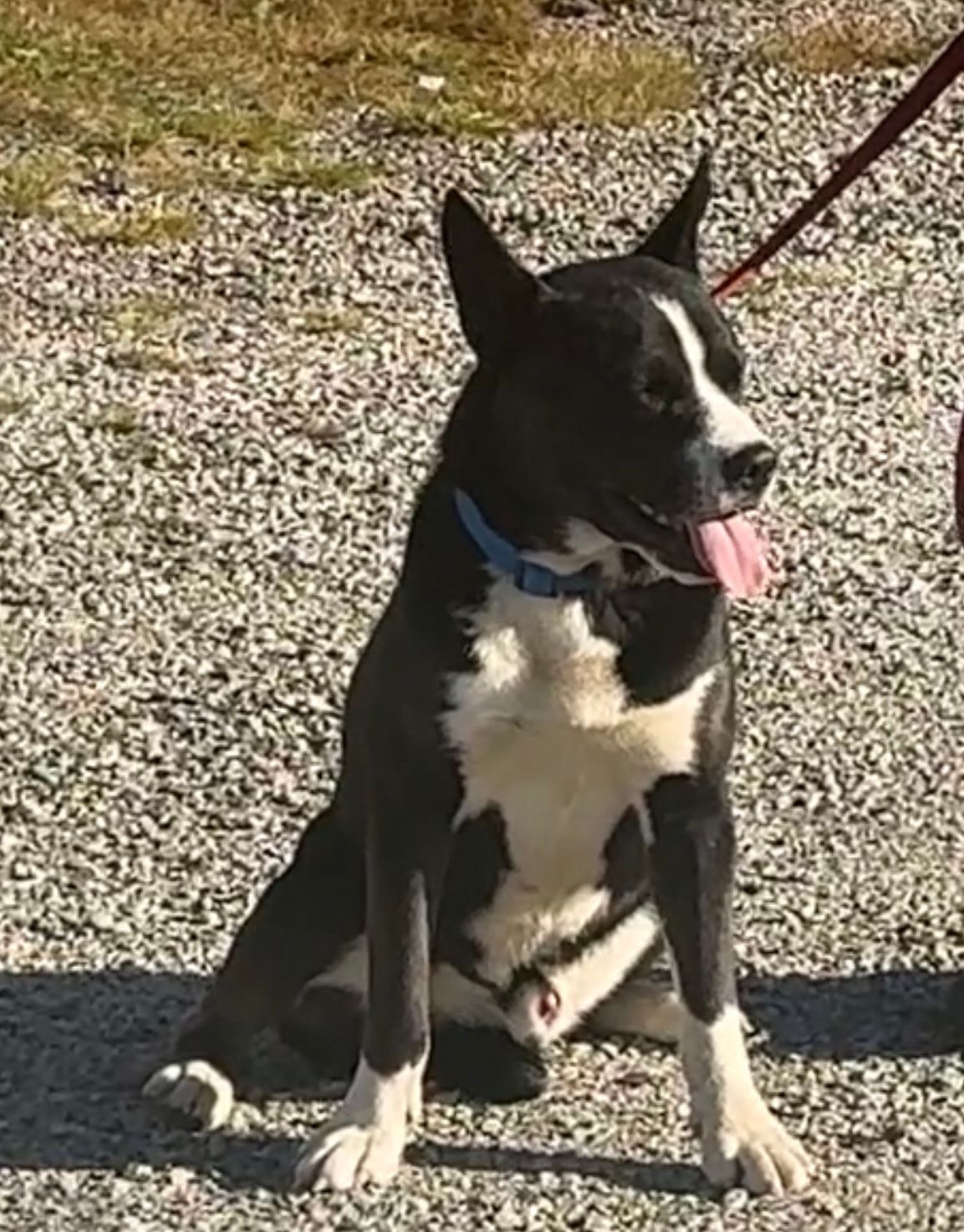 Hunden precis efter att den fångats in. Foto: Riks