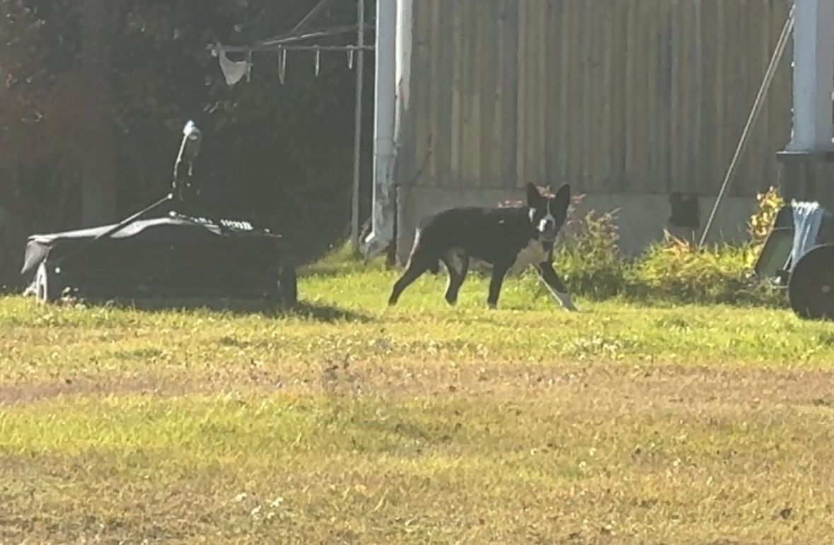 Hunden var synlig i Björksele i fem dygn. Här innan den fångades in. Foto: Riks