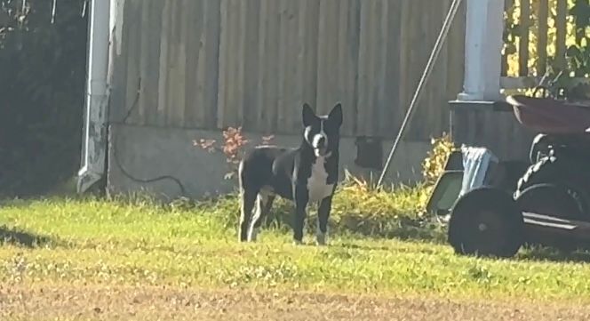 Hunden någon timme innan den slutligen fångades in. Foto: Riks