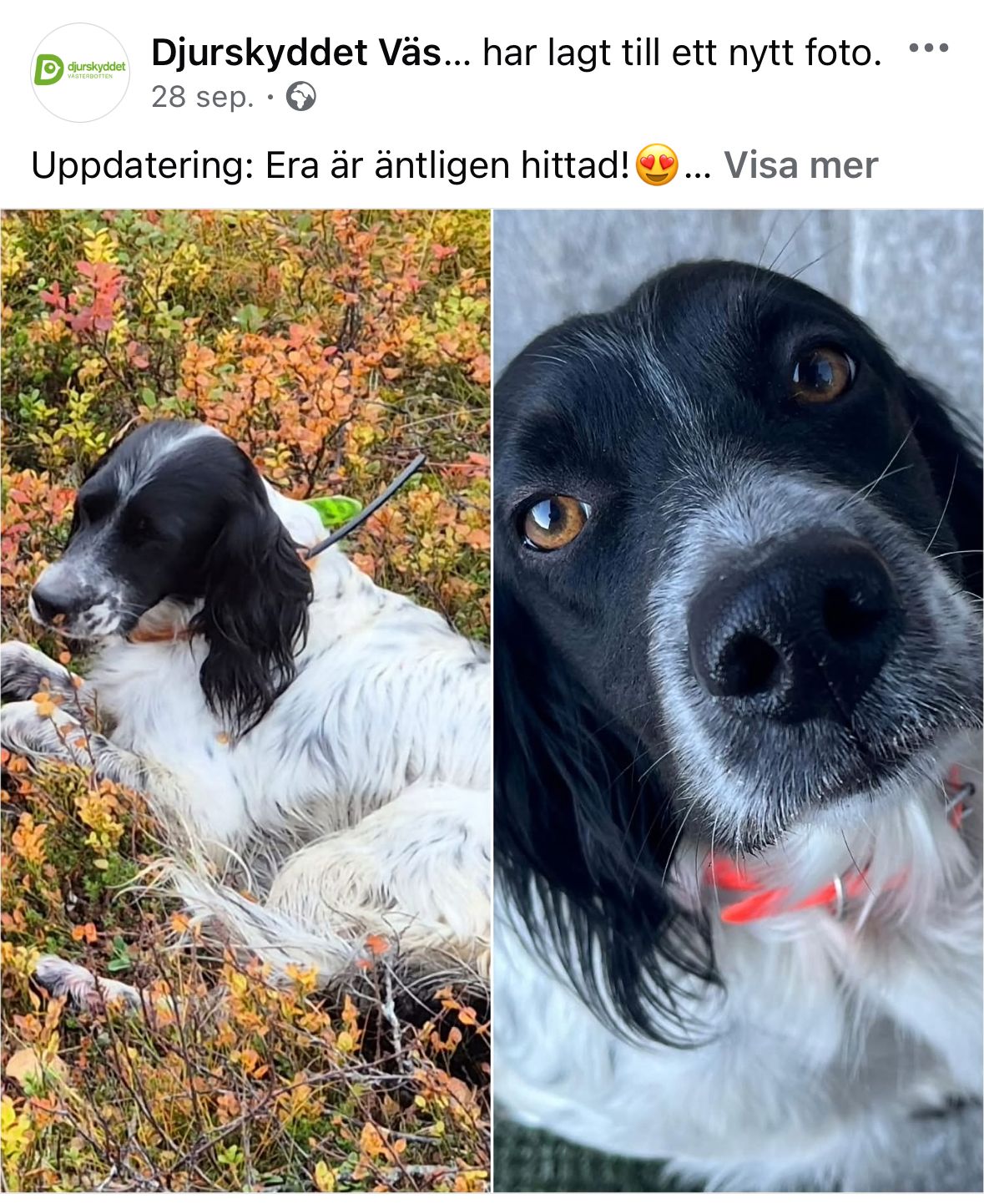 Foto: Facebook/Djurskyddet Västerbotten