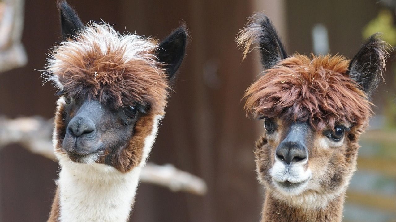 alpaca-9848871280.jpg
