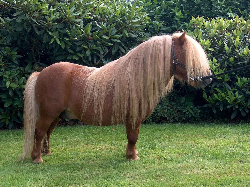 1200px-Urbanherovantbarreeltje.jpg