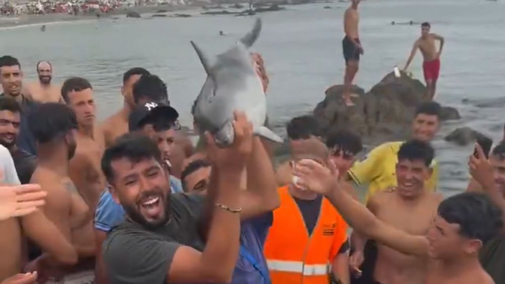 Migranter bar runt död delfinunge i Ceuta