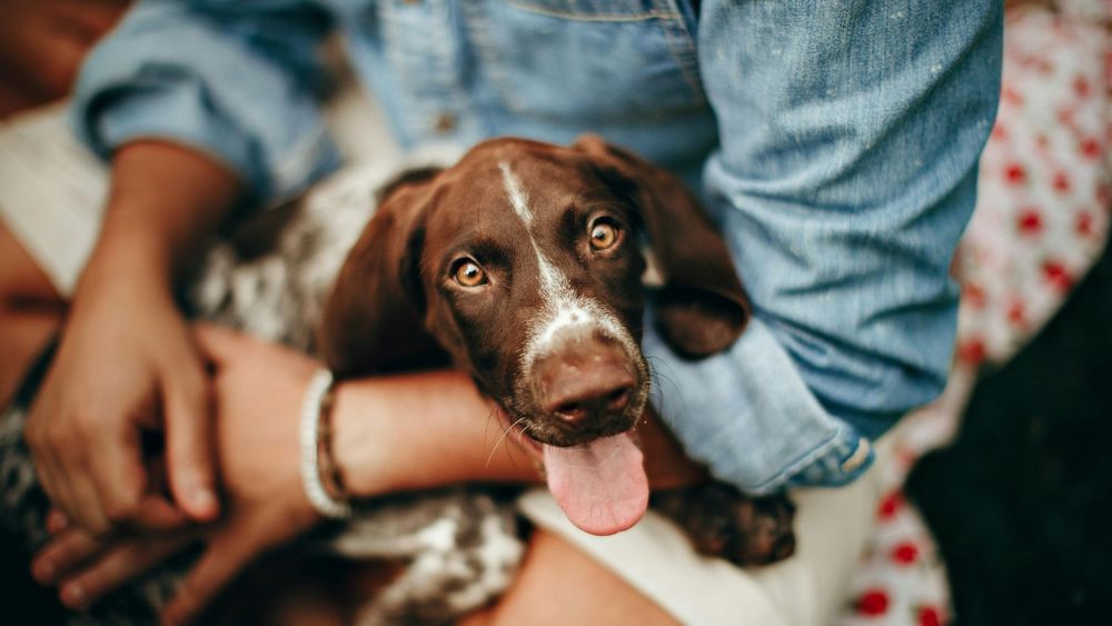 Bitte Assarmo: Kallad "smuts" i mitt eget land – bara för att jag har hund