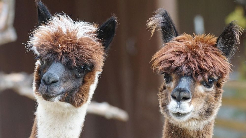 alpaca-9848871280.jpg