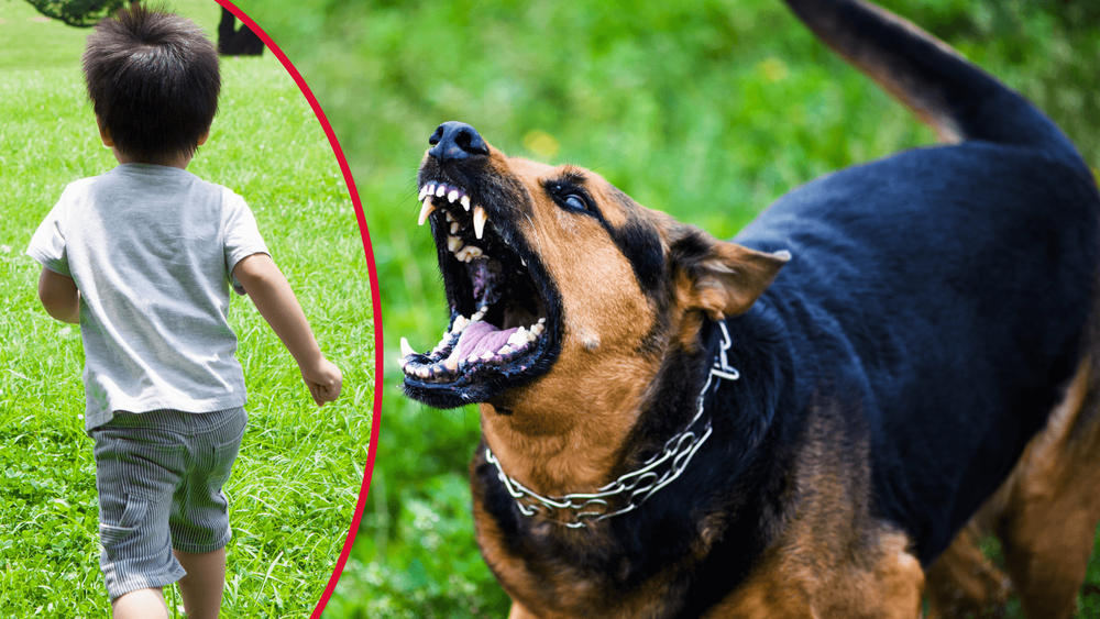 Barn bitet av lös hund – flögs till sjukhus med ambulanshelikopter