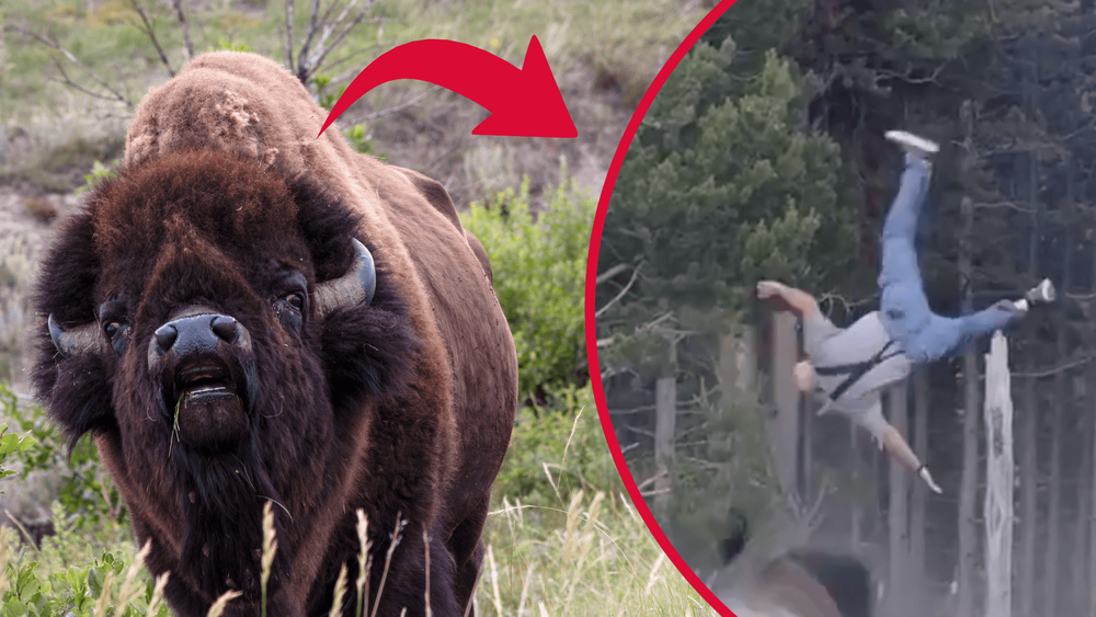 Bisonattack fångad på film – man
slungad över 2 meter