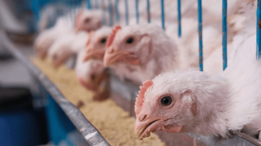 Kycklingbakterie kopplas till aggressiv cancer