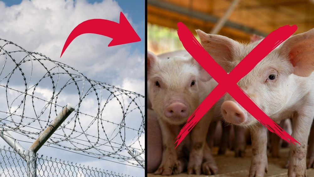 Fängelset slutar servera fläskkött – "Korkat" 