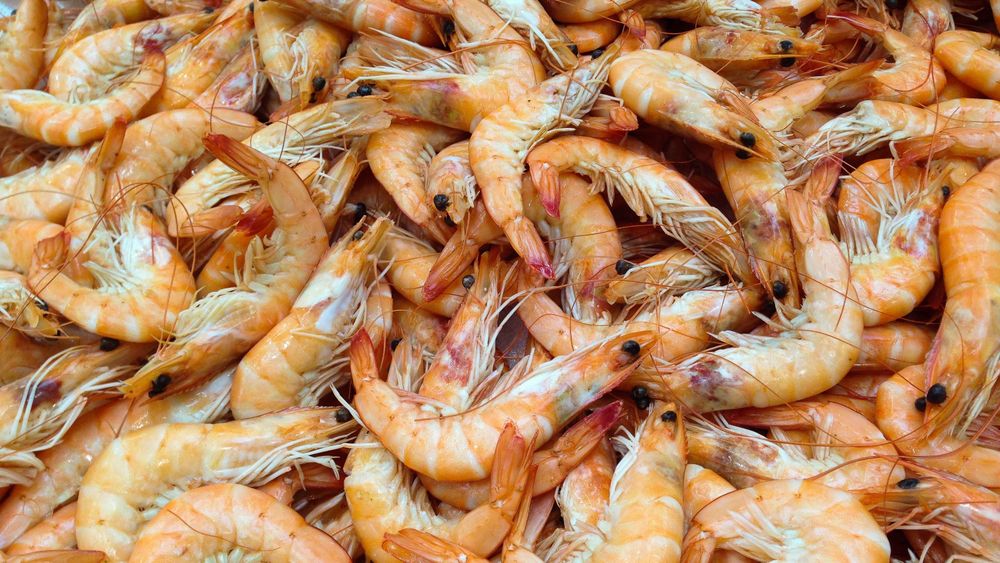 jackmac34-shrimp-727214.jpg