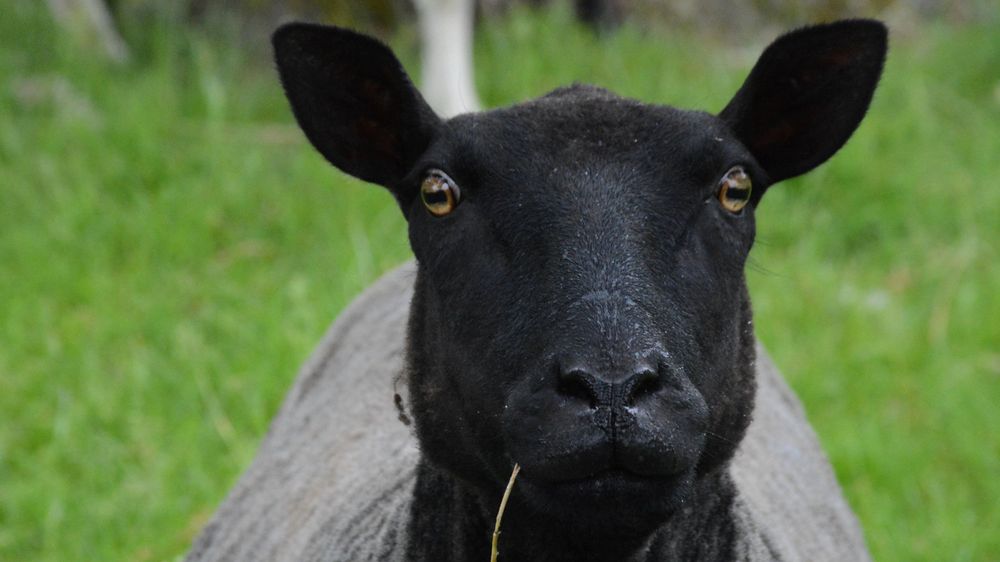 straughan-sheep-6875009.jpg