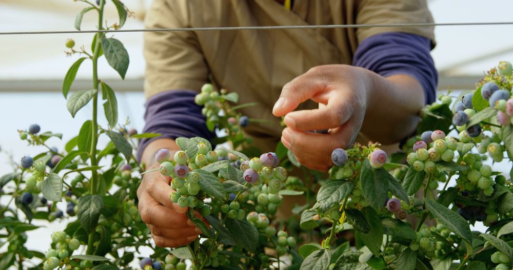 worker-picking-blueberries-in-blueberry-farm-4k-SBI-351501832.jpg