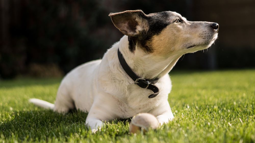 Kamphund tog sig in i trädgård – dödade liten hund