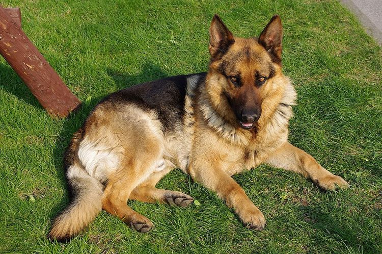 Iran förbjuder hundpromenader

