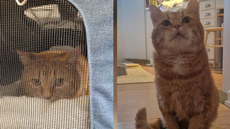 Katten Algot skjuten med luftgevär – katthem slår larm