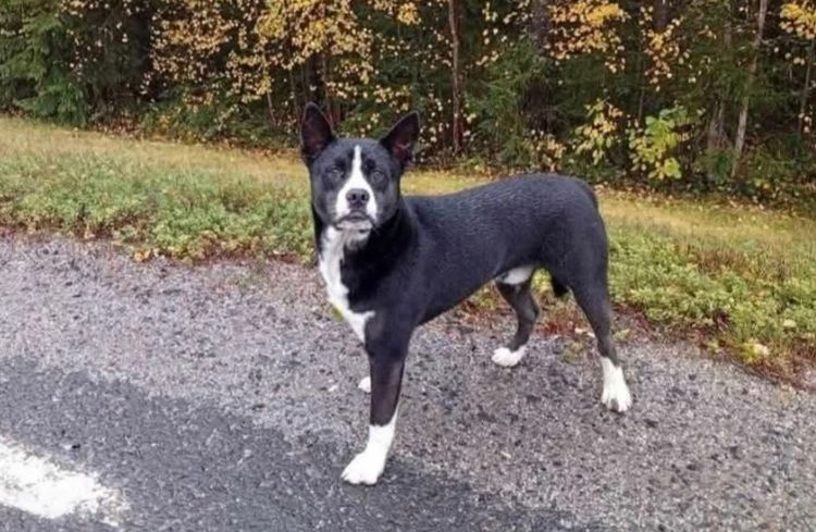 Ingen saknar lösspringande hund: "Märkligt"
