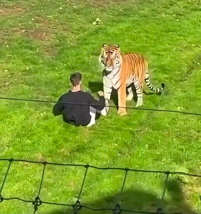 Man död efter tigerattack på zoo