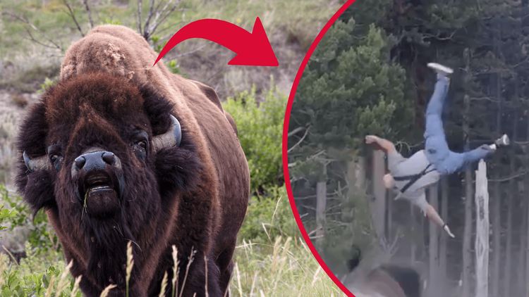 Bisonattack fångad på film – man 
slungad över 2 meter 