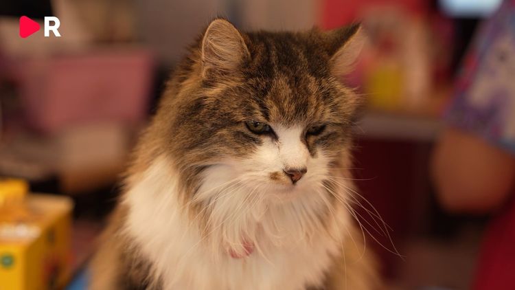 Halshuggen katt upphittad i Järfälla