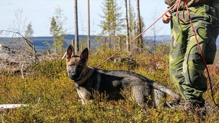Försvunna tvååringen hittades av Försvarsmakten